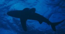 One of several Oceanic White Tips circling under our boat. by David Johnson 